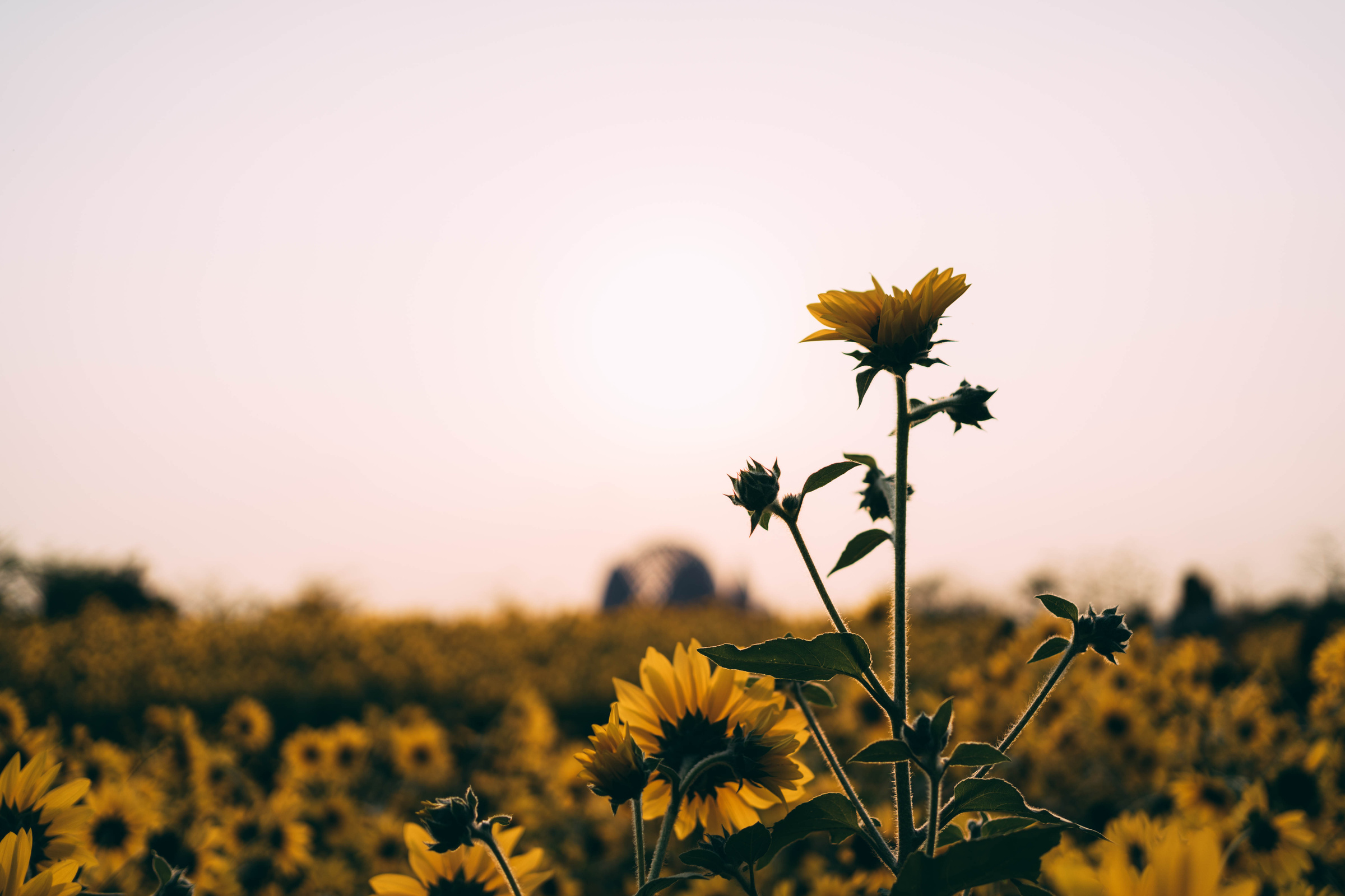 Yellow Sunflower Field